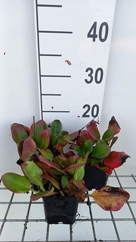 6x Schoenlappersplant - Bergenia hybr. 'Ouverture' | 9x9 cm pot