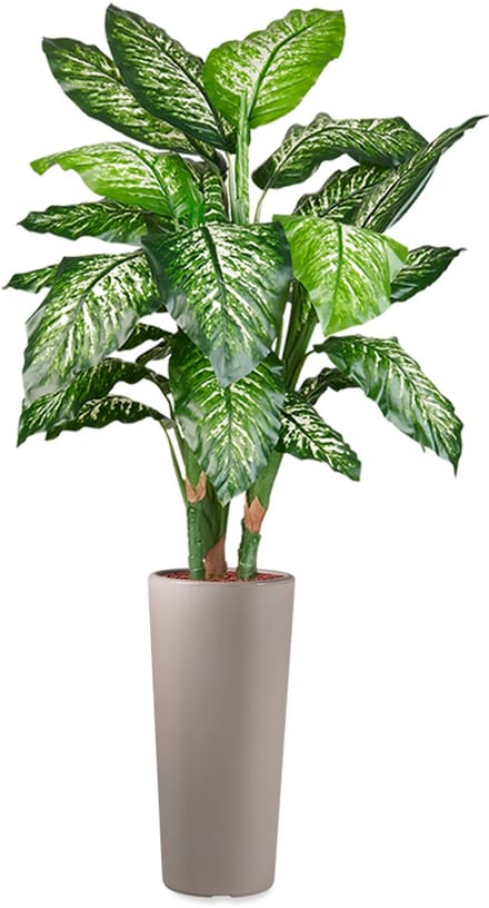 HTT - Kunstplant Dieffenbachia in Clou rond taupe H175 cm