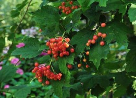 Viburnum opulus - Gelderse Roos 40 - 60 cm in pot