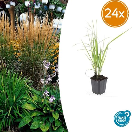 24 maal Calamagrostis acutiflora 'Karl Foerster' - bodembedekker / borderplant