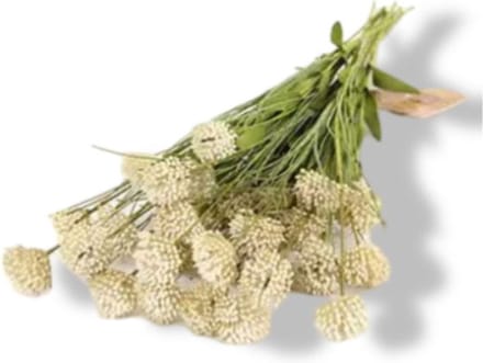 Kunst Tak Allium Creme Buitengewoon de Boet