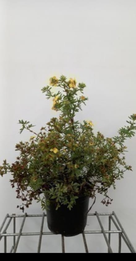 2 x Potentilla frut. 'Goldstar' - Struikganzerik, Heesterganzerik, 25- 30 cm in pot
