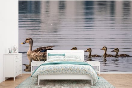 Behang - Fotobehang Eend - Water - Vogel - Bruin - Breedte 375 cm x hoogte 280 cm
