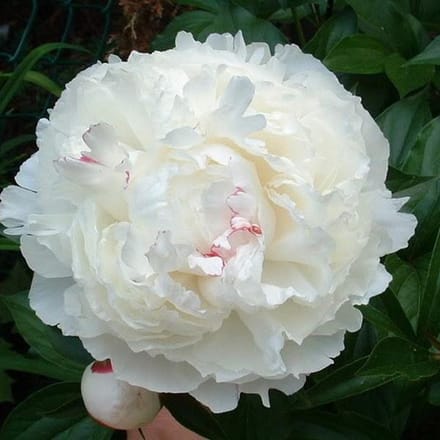3 x Paeonia 'Shirley Temple' - Tuinpioen pot 9x9cm