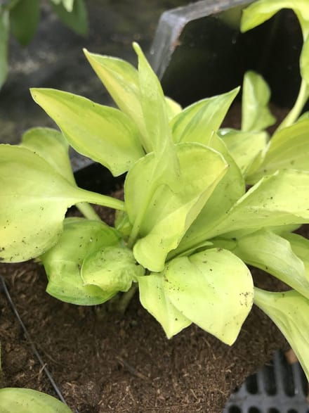6 x Hosta 'Emerald Tiara' (Klein) - Hartlelie - P9 Pot (9 x 9cm) - Dima Vaste Planten