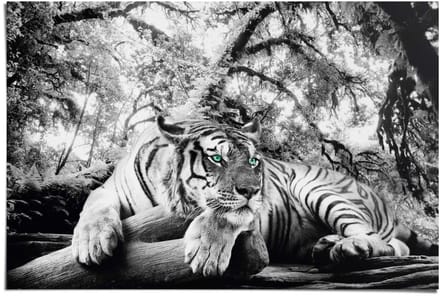 Poster Tiger is watching you - 61 x 91,5 - Papier - REINDERS