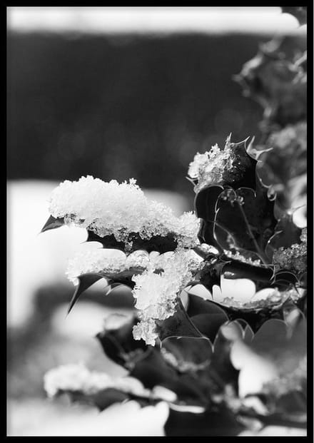 Poster – Hulst met sneeuw - 70x100cm