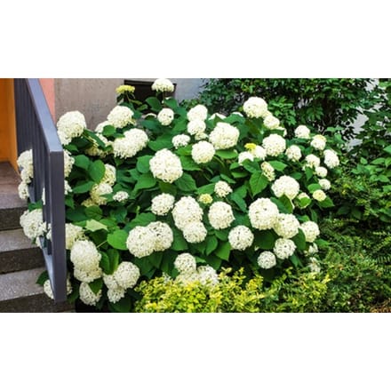 Bloomique - Hydrangea Strong Annabelle - Hortensia - Wit - Tuinplanten - Winterhard - Hoogte 40-50 cm - Pot 19 cm