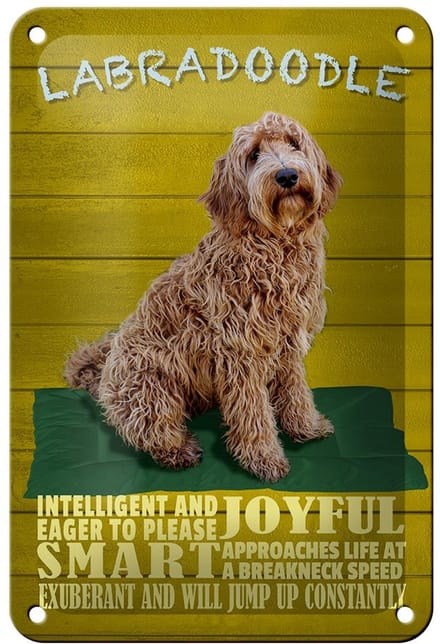 Blechschild Spruch 12x18cm Labradoodle Hund will jump up