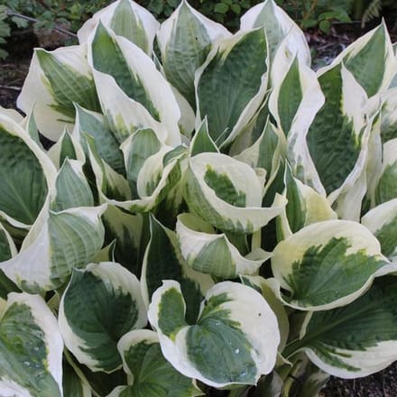 6 x Hosta 'Patriot' - Hartlelie pot 9x9 cm- Bontbladige Schaduwplant