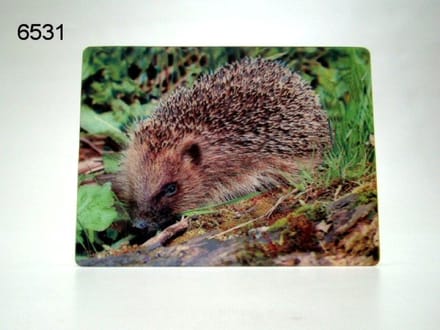 3D Ansichtkaart - Egel in het Gras - 16 x 12 cm - Diepte Effect - Zonder Envelop