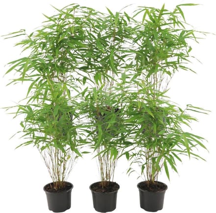 6 x Fargesia Rufa Ø12 cm - 25 cm