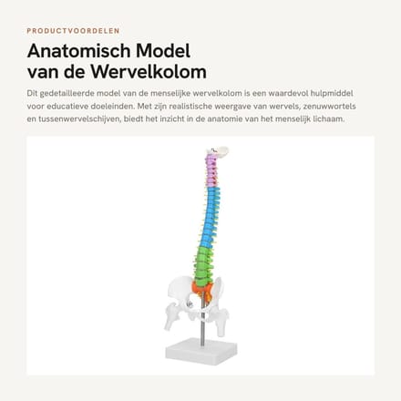 Dailygoods- Wervelkolom Model - 45 cm Levensgroot - Anatomisch - Flexibel - Gedetailleerd - Hoogwaardig PVC
