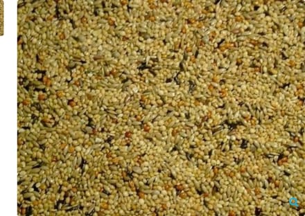Himbergen neophemazaad 2,5 kg