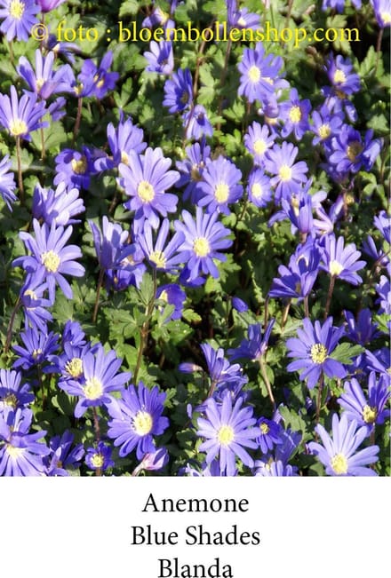 anemone Blue Shades 50 bollen maat 6/+