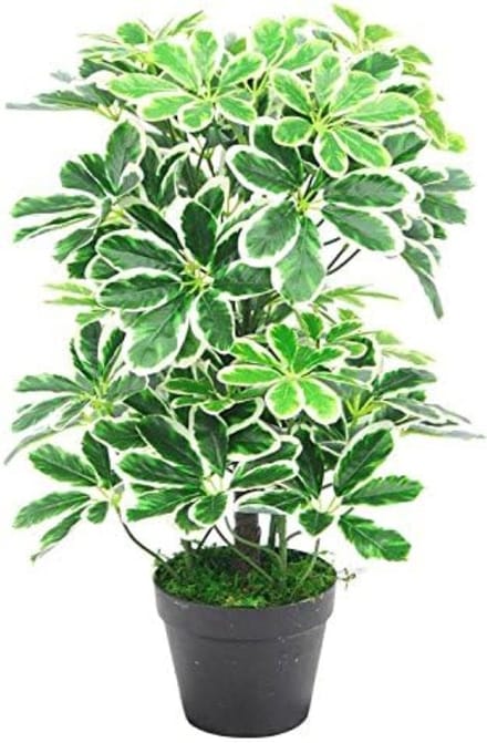 Artificial Arboricola evergreen plant