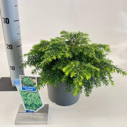 Tsuga can. ‘Jeddeloh’ - Canadese hemlockspar | 25-30 cm pot