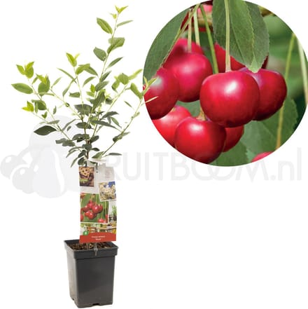 Prunus cerasus Morel Patio Fruithof