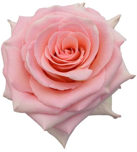25x Rosa saga 50cm
