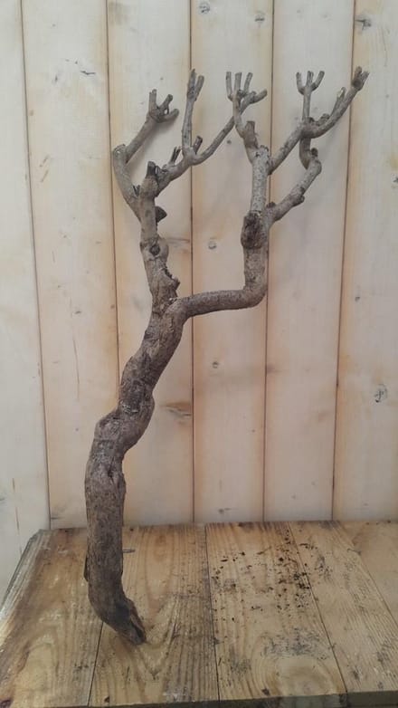 Decoratie tak klein 20 tot 30 cm Warentuin Natuurlijk
