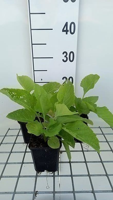 6x Inula - Inula magnifica | 9x9 cm pot
