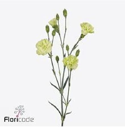 10x Dian.tr.parsley+ 60cm