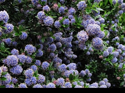 Ceanothus hybr. 'Blue Mound' - Amerikaanse Sering , Sikkelbloem 25- 30 cm in pot