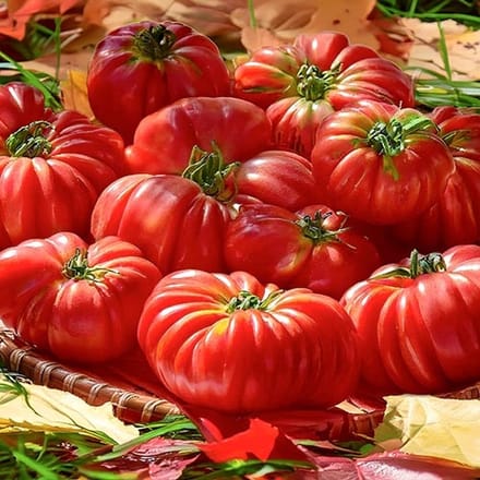 BIO tomaten zaden - Vleestomaat Costoluto Genovese