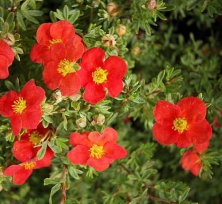 Potentilla Fruticosa Marian Red Robin (= 'Marrob') - Struikganzerik 25-30 cm pot