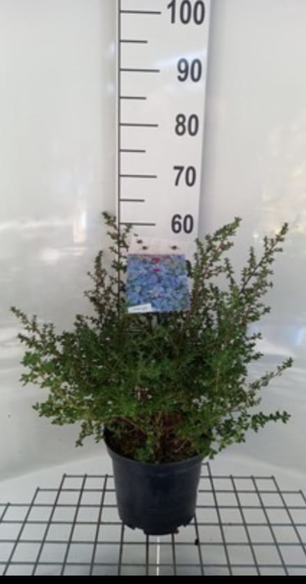 Ceanothus hybr. 'Julia Phelps' - Amerikaanse Sering , Sikkelbloem 40- 50 cm in pot