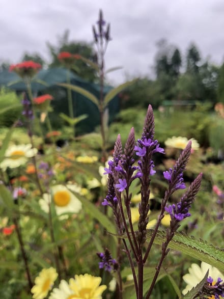 6 x Verbena hastata - Ijzerhard - P9 Pot (9 x 9cm) - Dima Vaste Planten