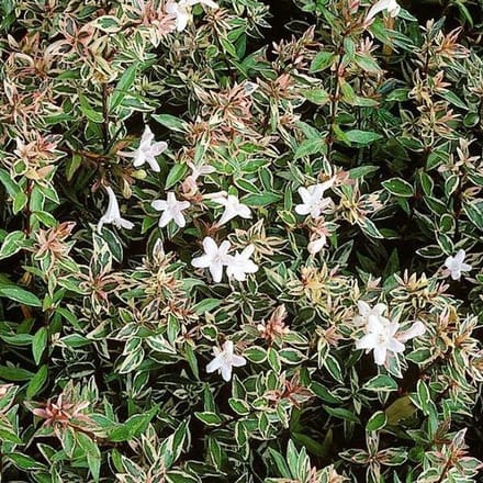 Abelia Grandiflora "Confetti" ('CONTI') - Abelia 25-30 cm in pot