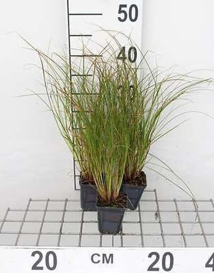 6x Oranjezegge - Test de Carex. Prairie Fire' | 9x9 cm pot