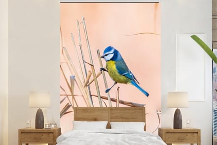 Behang - Fotobehang Vogel - Pimpelmees - Riet - Breedte 155 cm x hoogte 240 cm