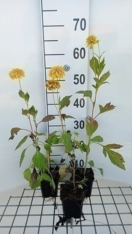 6x Zonnehoed - Rudbeckia lac. 'Goldquelle' | 9x9 cm pot