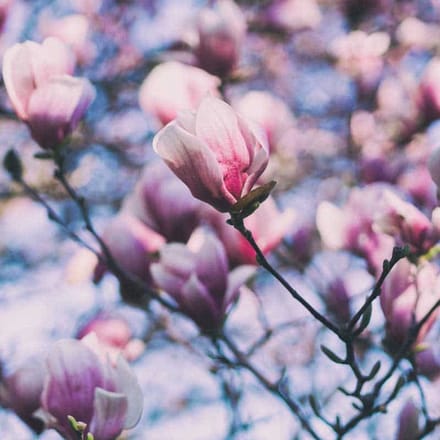Geurolie - Magnolia - 100 ml