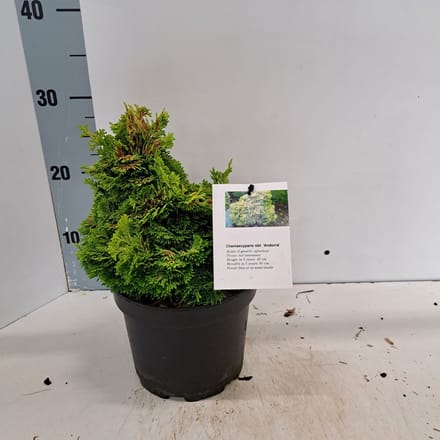 Chamaecyparis obt. 'Andorra' - Schijncipres | 20-25 cm pot