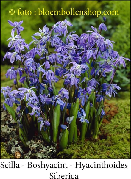 scilla Siberica 50 bollen maat 7/+