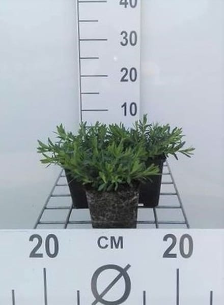 6x Steenanjer - Dianthus delt. 'Albiflorus' | 9x9 cm pot