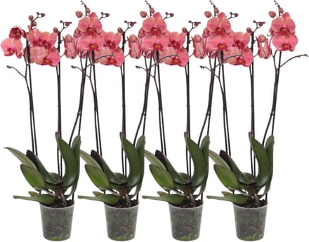 Set van 4 - Phalaenopsis Narbonne - 3 tak orchidee - 60 cm - Ø12cm