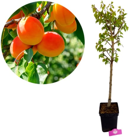 Prunus armeniaca ‘Goldrich’, Abrikozenboom, Hoogte ca. 70cm, 5 liter pot