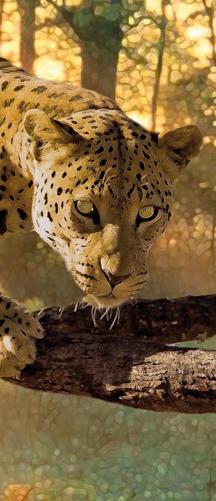 Leopard Photo Wallcovering