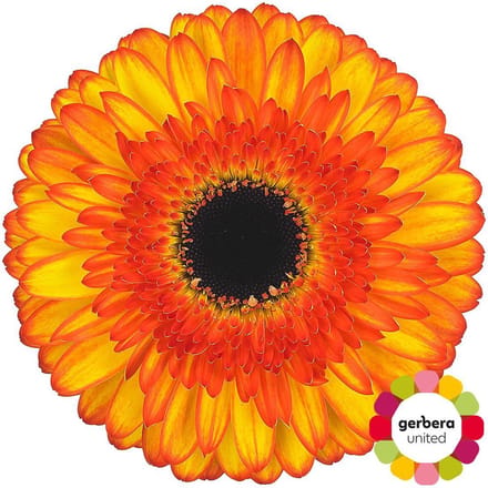 15x Gerb.spotlight 70cm