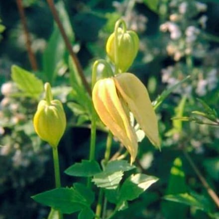 Clematis Tangutica - Bosrank 50-60 cm in pot