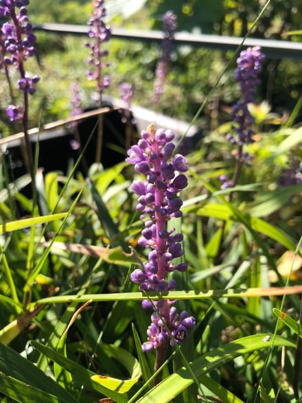 6 x Liriope muscari - Leliegras - P9 Pot (9 x 9cm) - Dima Vaste Planten