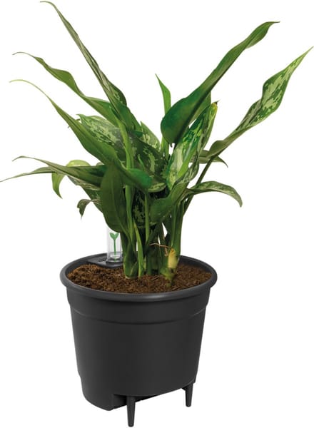 Elho Self-watering Insert 24 - Binnenpot met watermeter - Ø 23.7 x H 22.2 cm - Living black