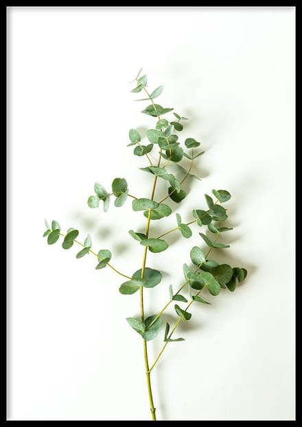 Poster Eucalyptus - 30x40 cm - Plant Poster - WALLLL