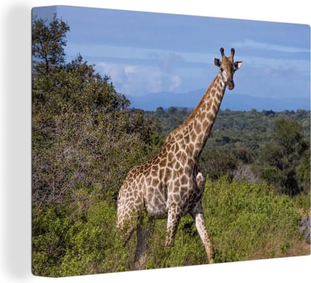 Canvas Schilderij Giraf - Planten - Boom - 40x30 cm - Wanddecoratie