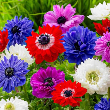 Anemonen Bloembollen - St. Brigid - 50 stuks - Meerkleurig - Bloem bollen - Meerjarig Mix