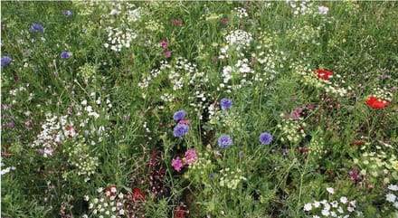 ROMANTIC - Veldbloemenmengsel Een- & meerjarig  (wildbloemen) – Advanta – 100 gr